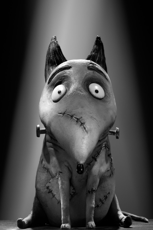 MCT/HANDOUT
With Halloween around the corner, many scary movies are opening at the theater. Tim Burtons Frankenweenie is the story of a boy who loses his dog and tries to resurrect him with science. Its a parody of Mary Shelleys book, Frankenstein. 